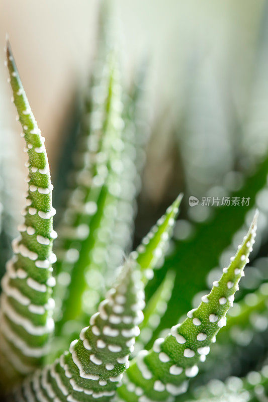 肉质植物(Haworthia Attenuata)特写